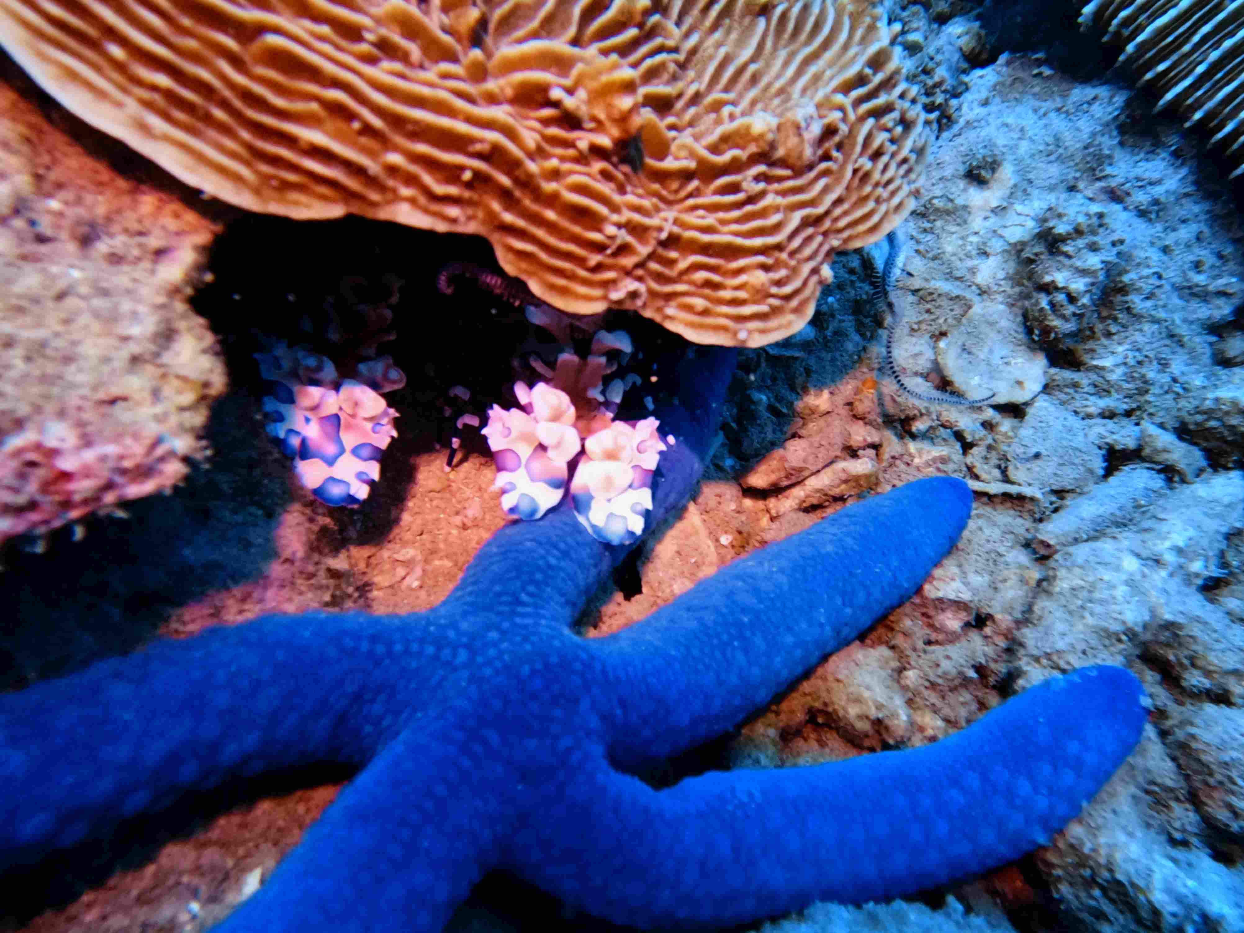 Fun Diving Hon Bac